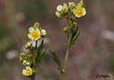 Potentilla recta